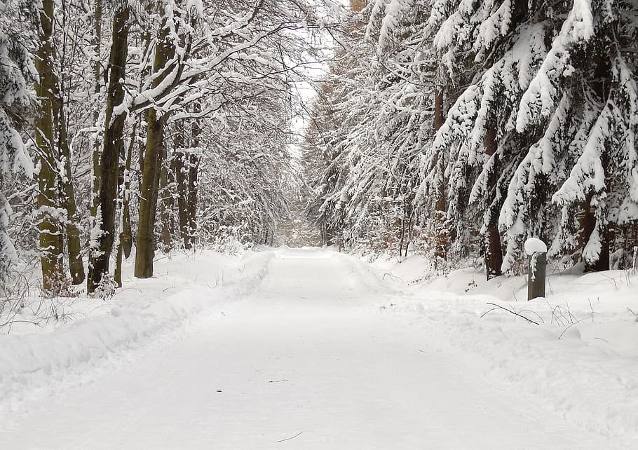 forest, snow, winter, snow landscape, forests, nature, snowy HD wallpaper