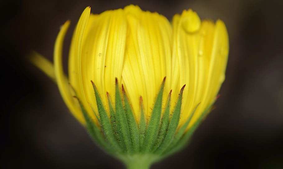 Flower, Nature, Spring, Natural, Summer, plant, floral, green HD wallpaper