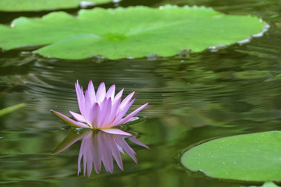 flowering, nymphaea alba, summer, cool, leisurely, reflection HD wallpaper