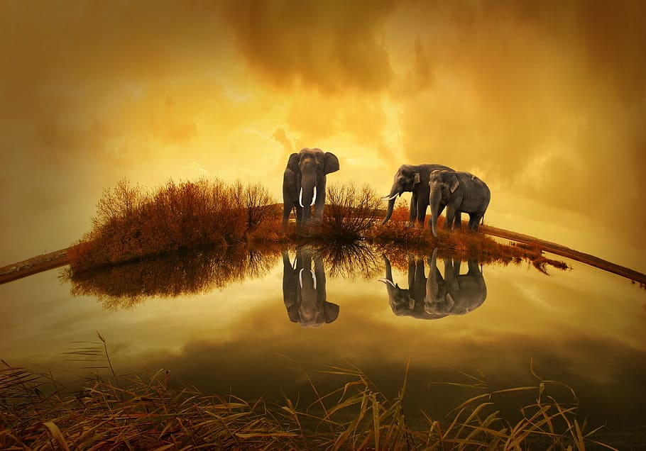 photography of three elephants under clouds, thailand, sunset, HD wallpaper