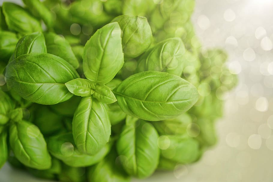 green leaf, basil, wallpaper, herb, food, fresh, organic, natural HD wallpaper