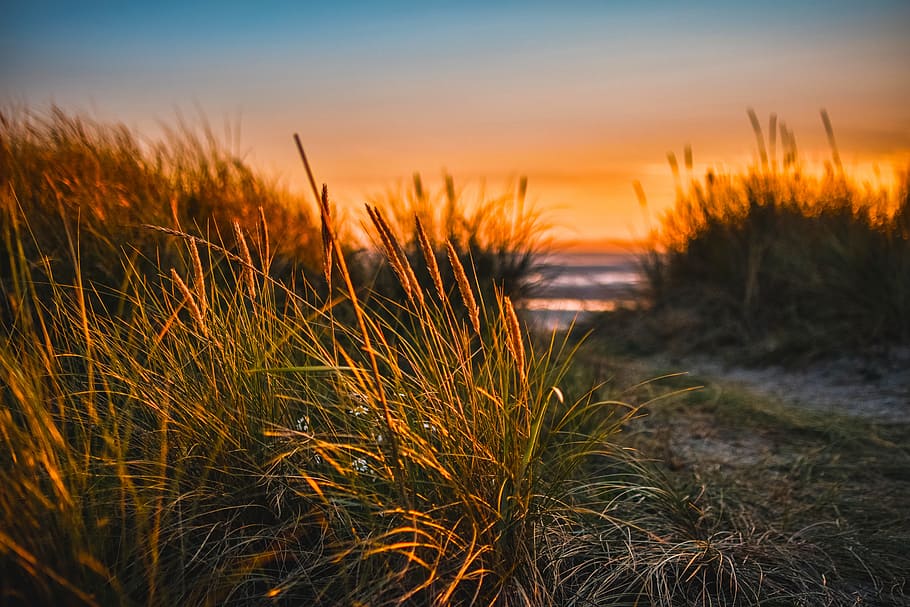 Green Grass Beside Sea, beach, close -up, clouds, dusk, evening HD wallpaper