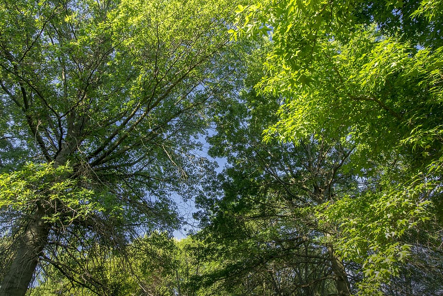 tree, green, blue, nature, environment, summer, leaf, grass HD wallpaper