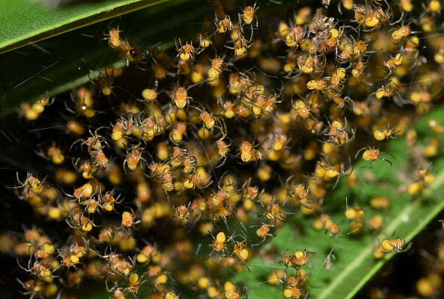 Spiders, Nest, Hatch, spiderlings, hatchlings, orb spider, orb weaver HD wallpaper