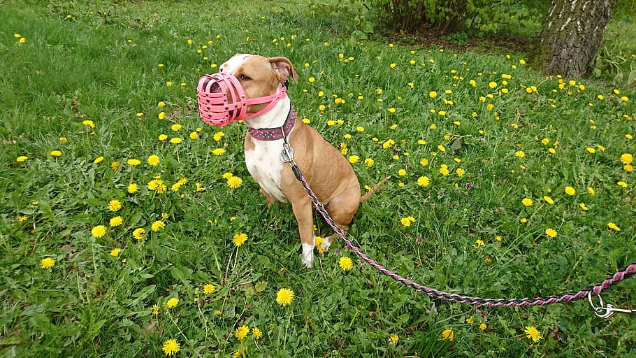 Amstaff, Dog, one animal, pets, domestic animals, grass, animal themes HD wallpaper