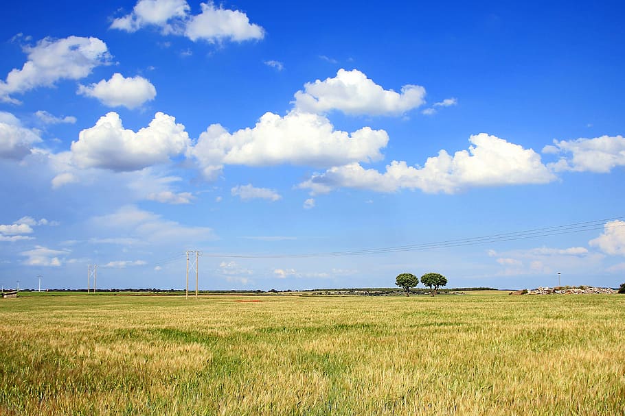 green grass field near trees and transmission tower, Nature HD wallpaper