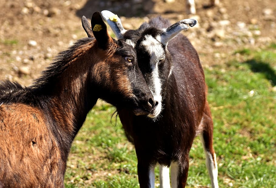 goats, pair, smooch, cute, funny, nature, together, love, animal world HD wallpaper
