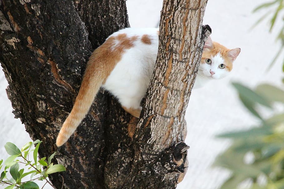cat, tree, eyes, look, peekaboo, animal, pet, climb, one animal, HD wallpaper