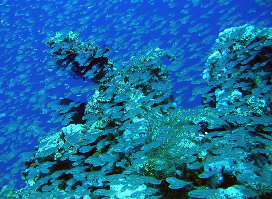 barrier, reef, ocean, underwater, sea, undersea, sea life, animals in the wild HD wallpaper