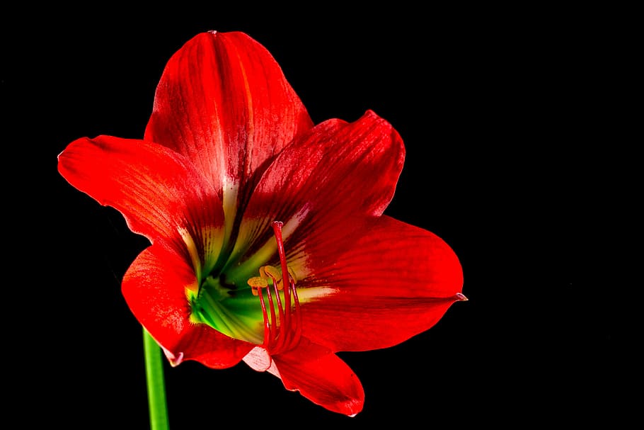 blossom, bloom, flower, red, nature, petal, plant, close-up HD wallpaper
