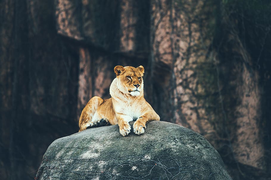 lioness laying on gray rock, brown lioness laying on top of gray rock, HD wallpaper