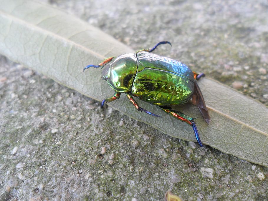 beetle, green, nature, animals in the wild, animal themes, animal wildlife HD wallpaper