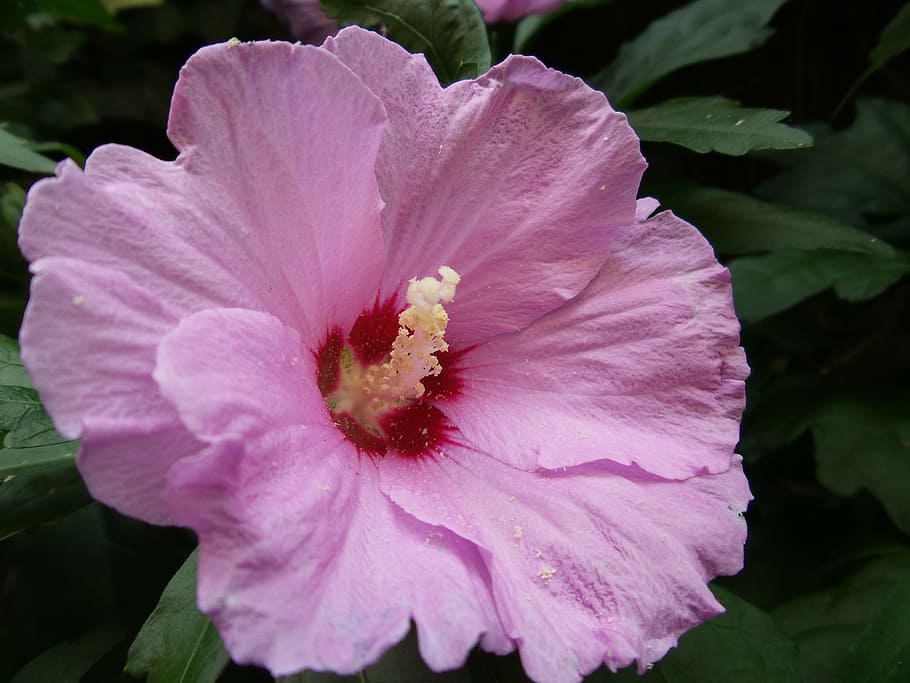mallow, pink-flowered, deciduous, macro, flowering plant, fragility HD wallpaper