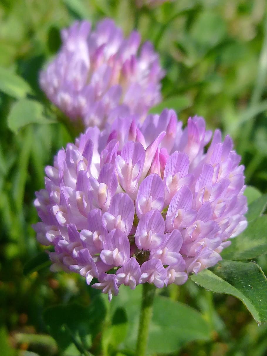 Clover, Flower, Purple, Spring, may, sunlight, macro, nature HD wallpaper