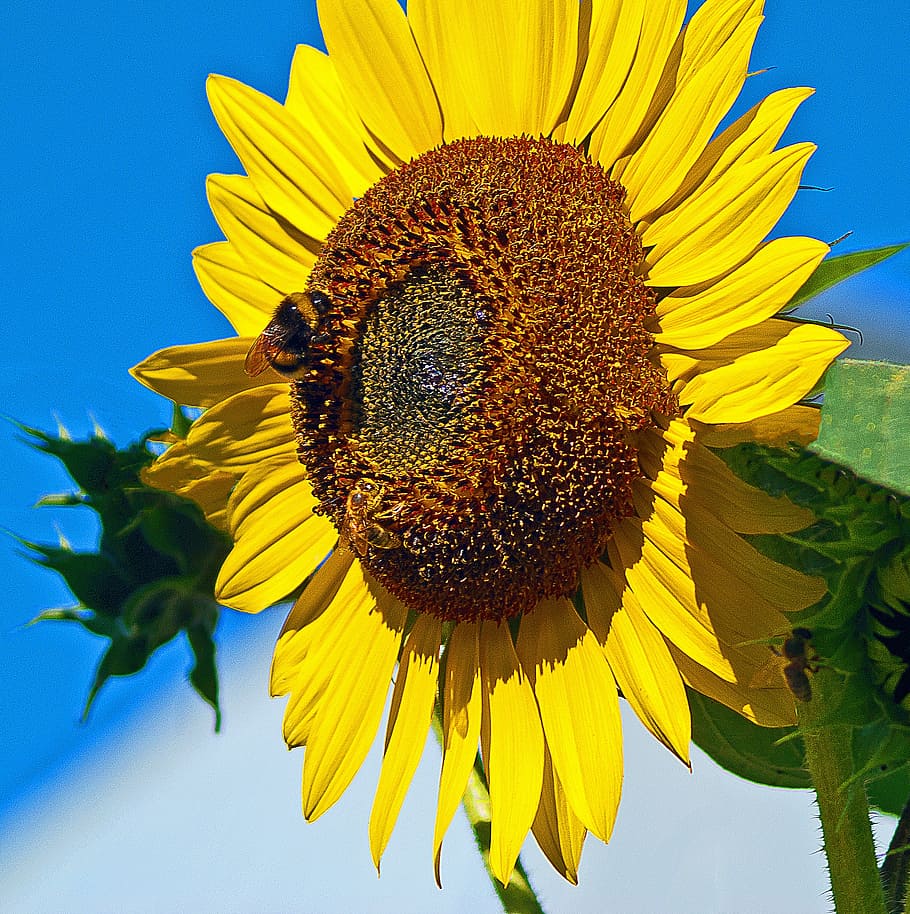sunflower, maturation, insect, bumblebee, work, collection of nectar HD wallpaper