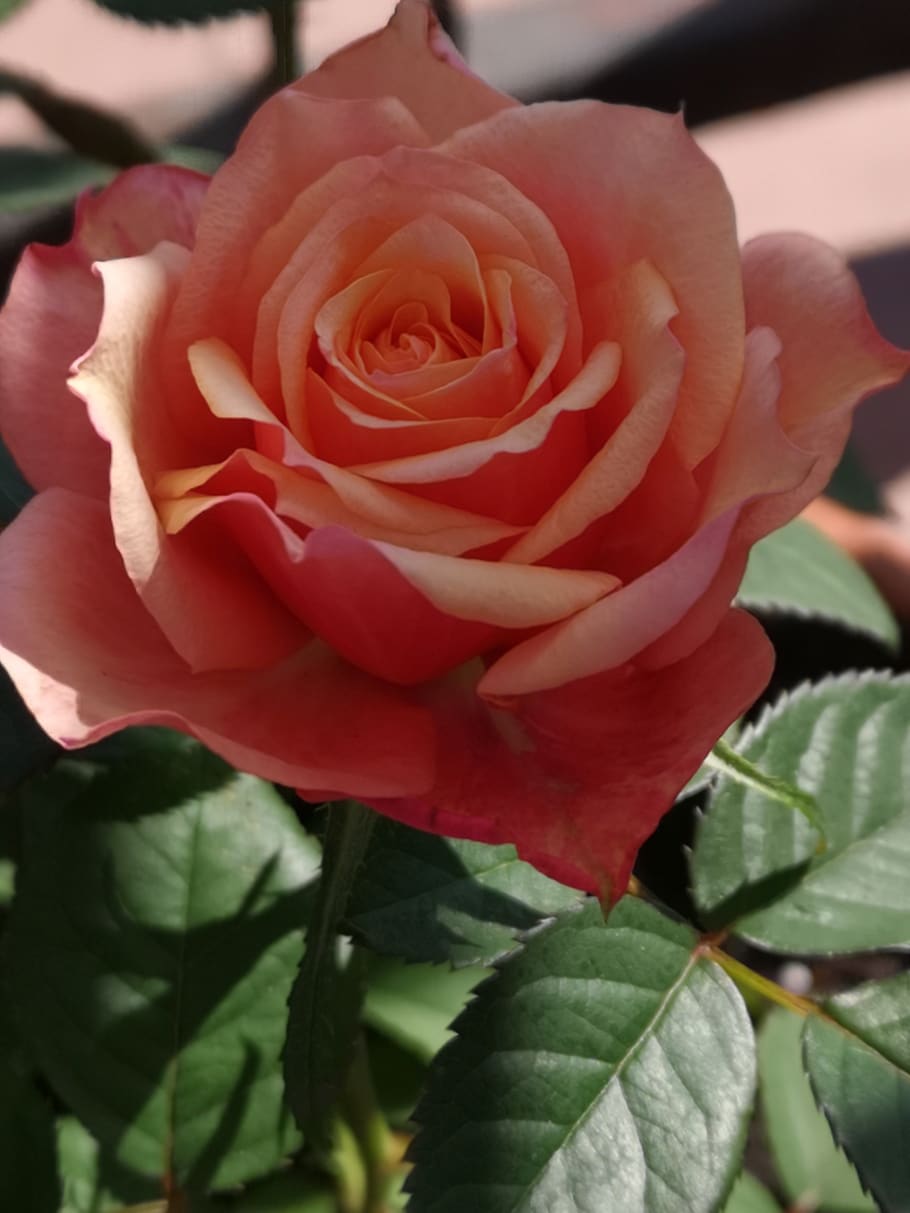 flower, rose, nature, beauty in nature, plant, flowering plant HD wallpaper