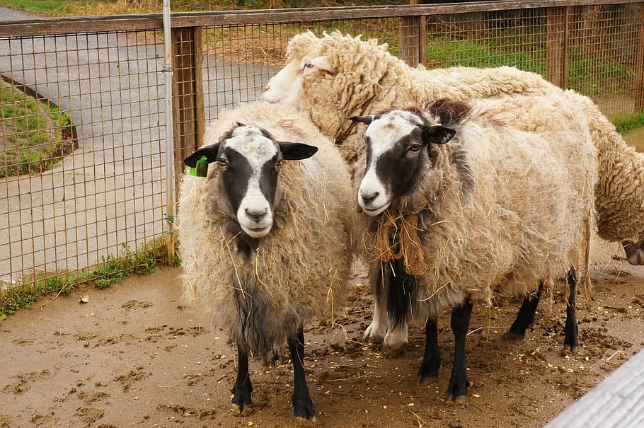sheep, animal, wool, livestock, mammal, animal themes, domestic animals HD wallpaper