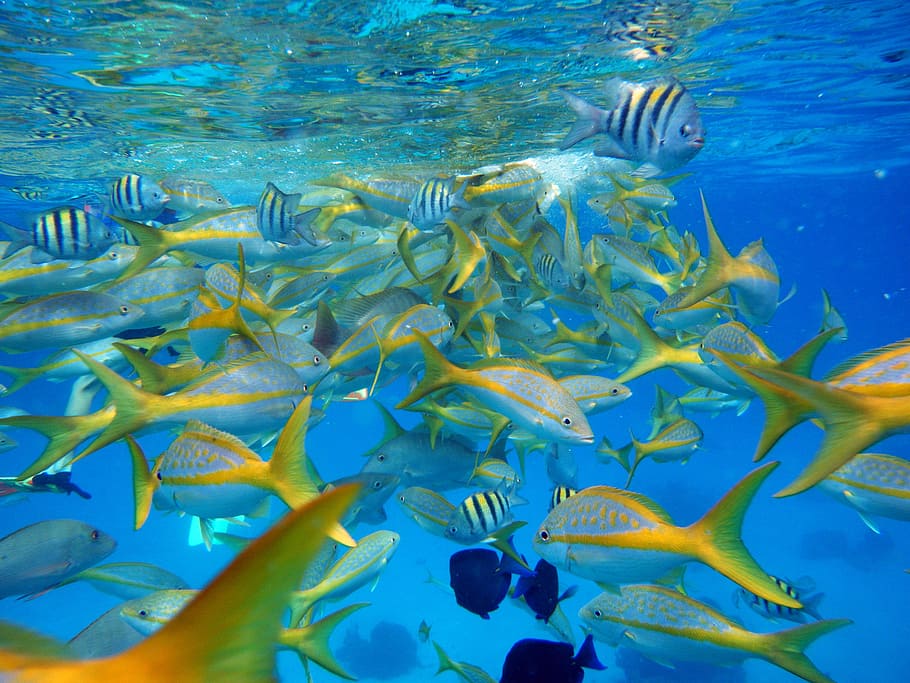 fish, animals, nature, water, sea, underwater, animal themes HD wallpaper