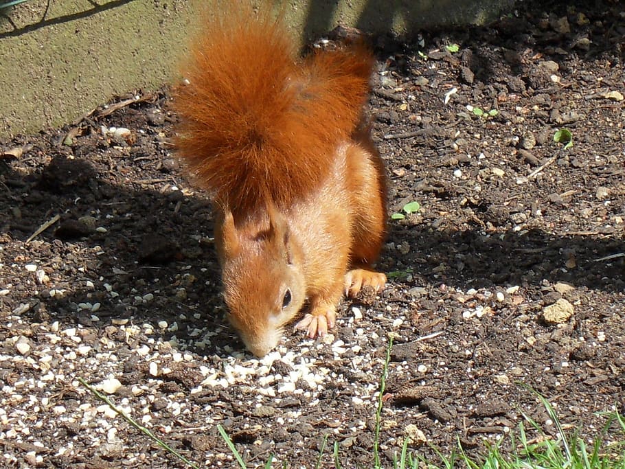 squirrel, animals, garden, animal themes, one animal, mammal HD wallpaper