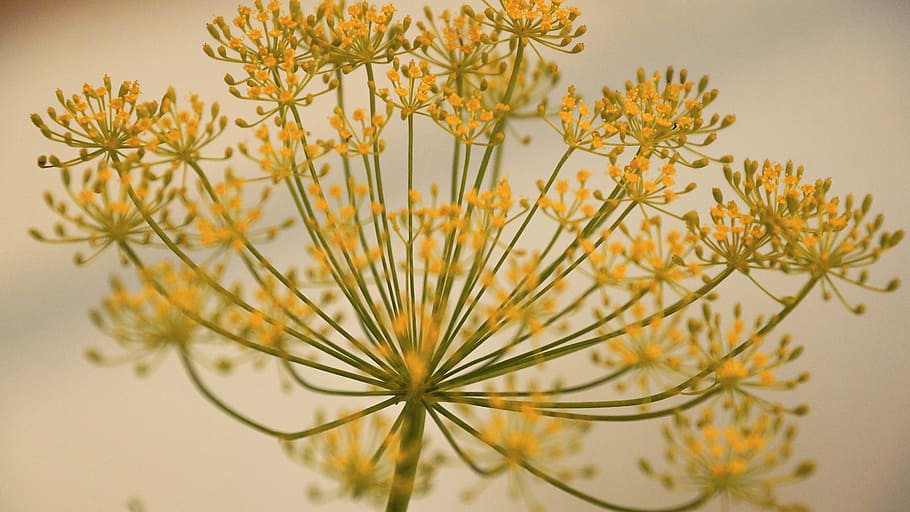 selective focus photography of yellow petaled flowers, Dill, Herb, HD wallpaper