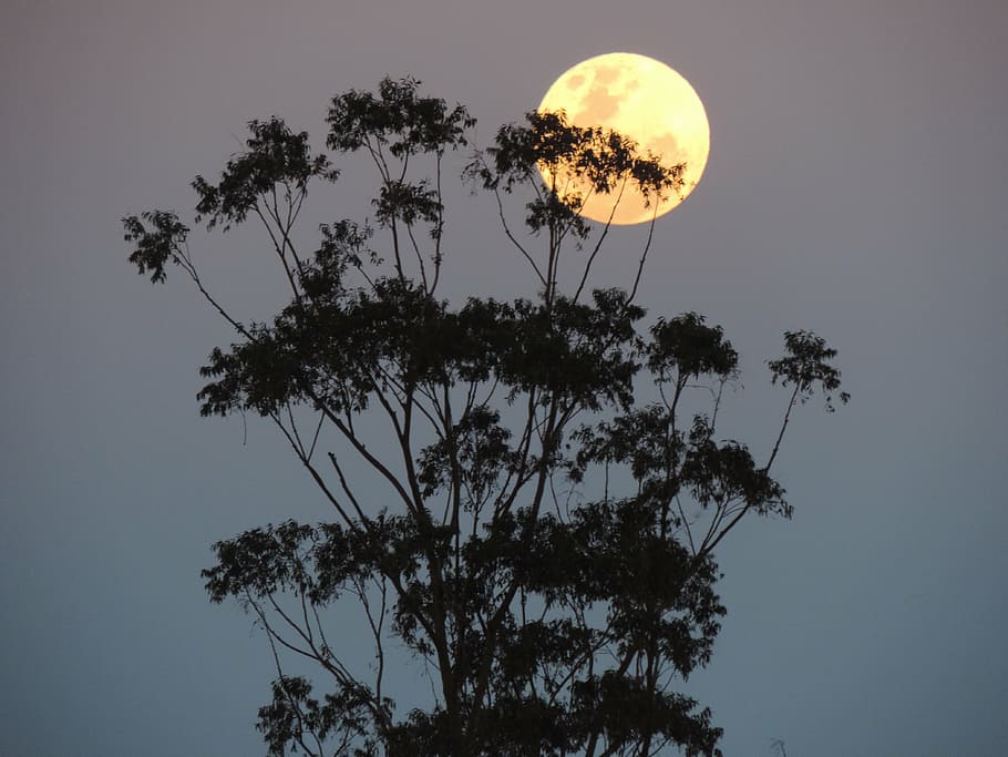 australia, supermoon, lunar, night, tree, nature, sky, silhouette HD wallpaper