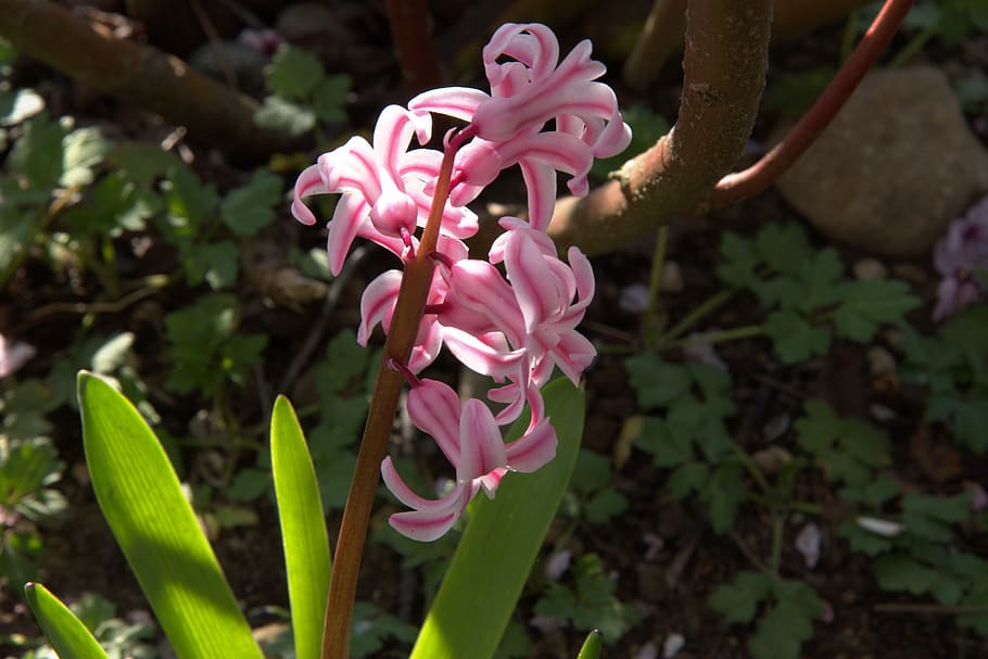 spring, early bloomer, crocus, pink, flowering plant, growth HD wallpaper