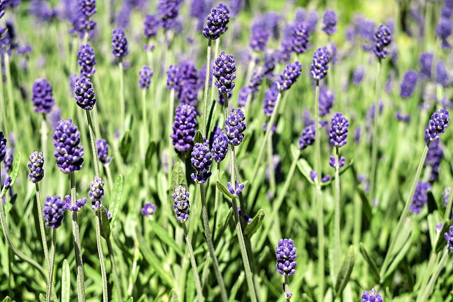 photo of lavender, flowers, bloom, violet, lavender flowers HD wallpaper