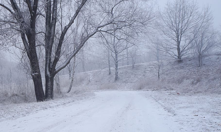 Landscape, View, Nature, Tree, Winter, snow, biel, white, way HD wallpaper