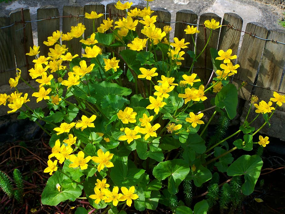marsh marigold, yellow flower, spring, nature, plant, flowering plant HD wallpaper