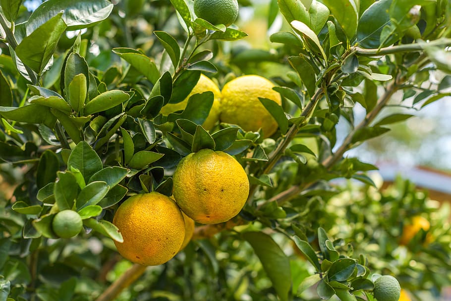 oranges, orange tree, garden, australian citrus, fruit, healthy eating