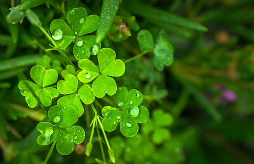 inclosed up photo of green leaf, nature, abstract, plants, trickle HD wallpaper