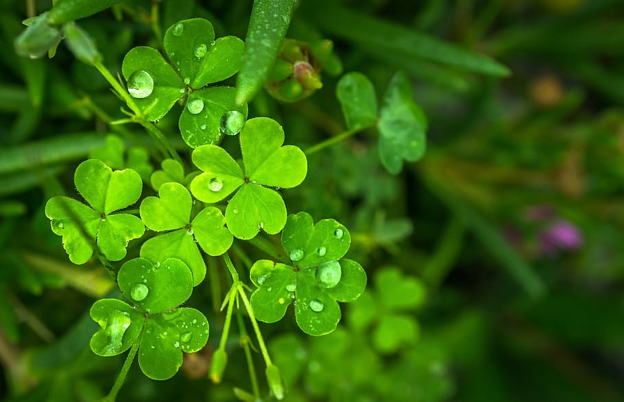 inclosed up photo of green leaf, nature, abstract, plants, trickle HD wallpaper