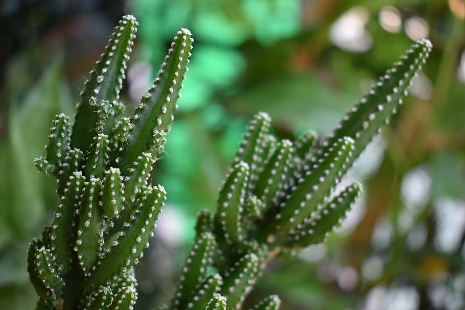 minicestus, tree, plant, green color, growth, beauty in nature HD wallpaper