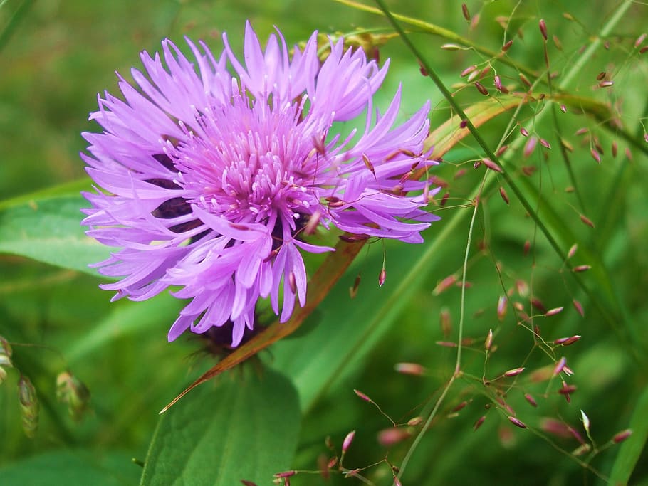 flower, slovakia, flowering plant, beauty in nature, fragility HD wallpaper