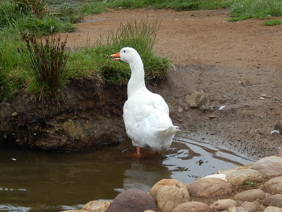 duck, pond, nature, animals in the wild, animal themes, animal wildlife HD wallpaper