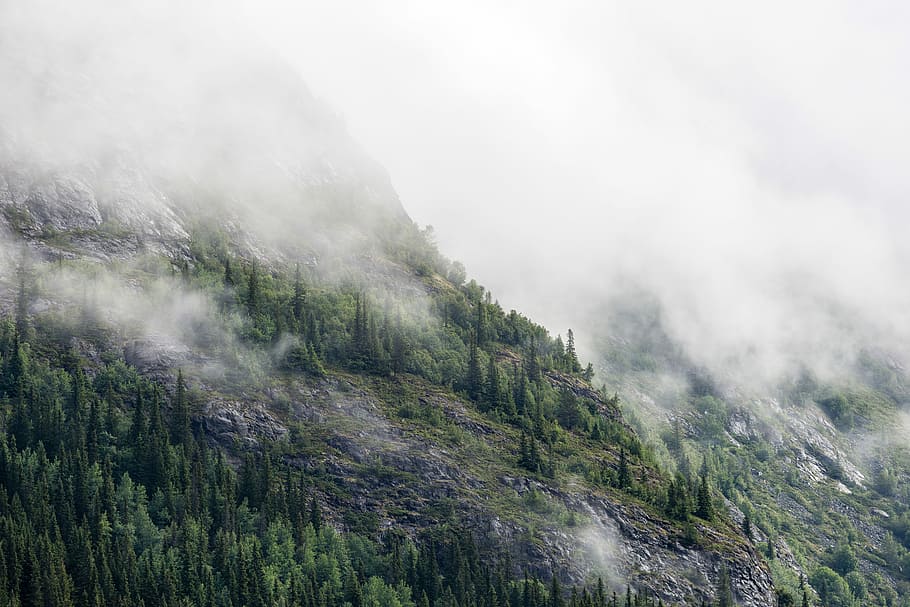green pine trees on mountain under fog, foggy mountain during daytime HD wallpaper