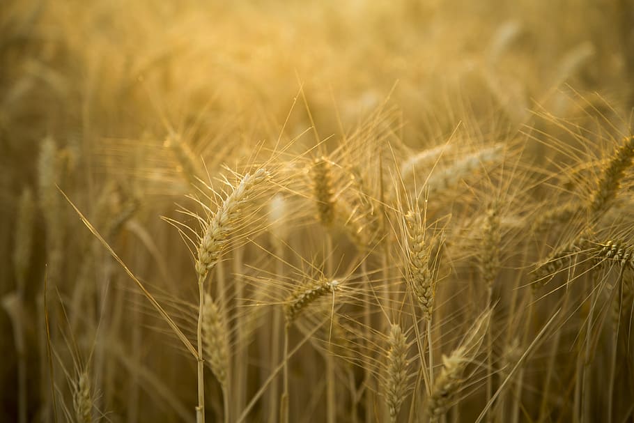 wheat, backlighting, beautiful, landscape, gold yellow, agriculture HD wallpaper