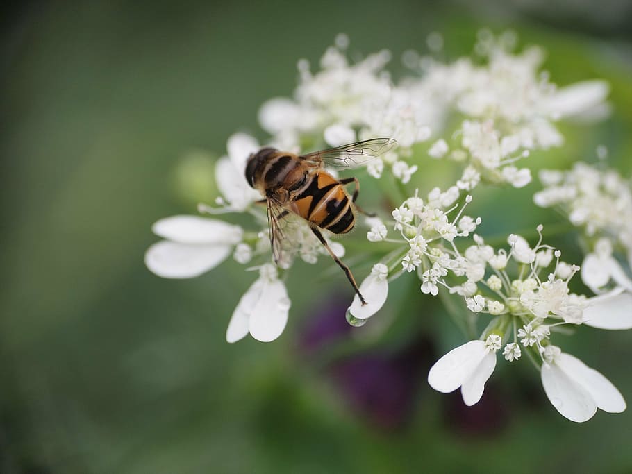 bee, insect, macro, natural, flowers and insects, nature, pollination HD wallpaper