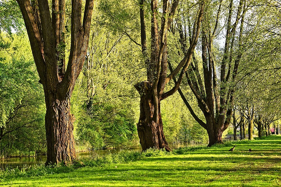 green leafed trees, trunk, branch, old tree, majestic tree HD wallpaper