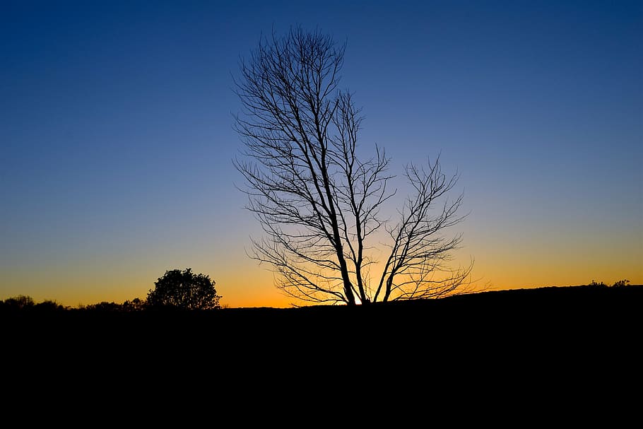 sunset, tree, silhouette, sky, nature, dusk, landscape, orange HD wallpaper