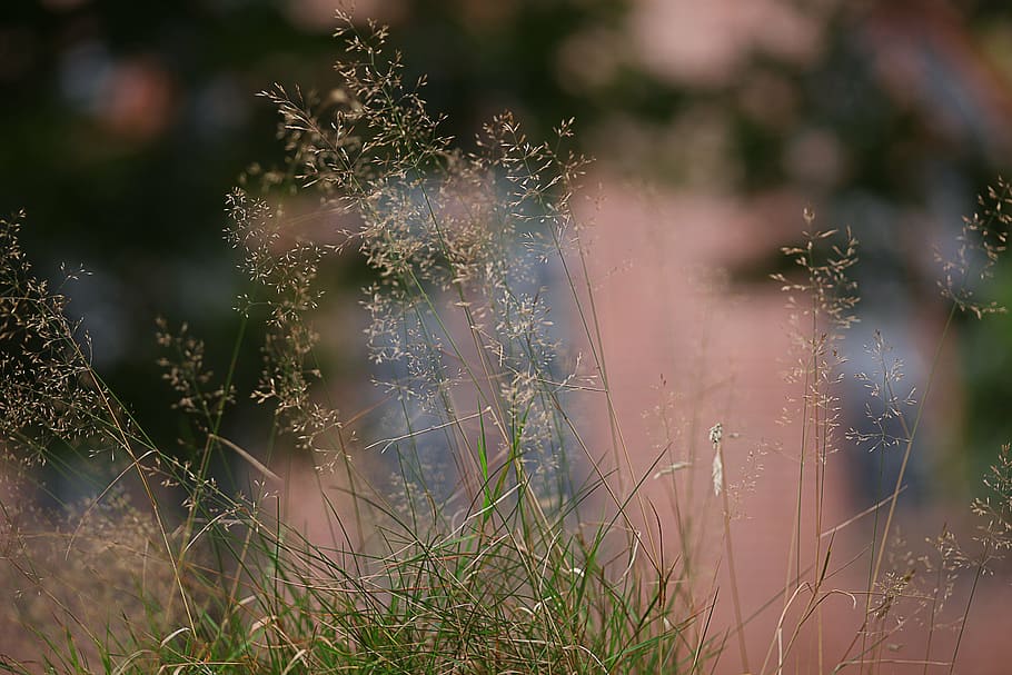 grass, soft, diffuse, bokeh, tender, blurry, mood, contemplative HD wallpaper