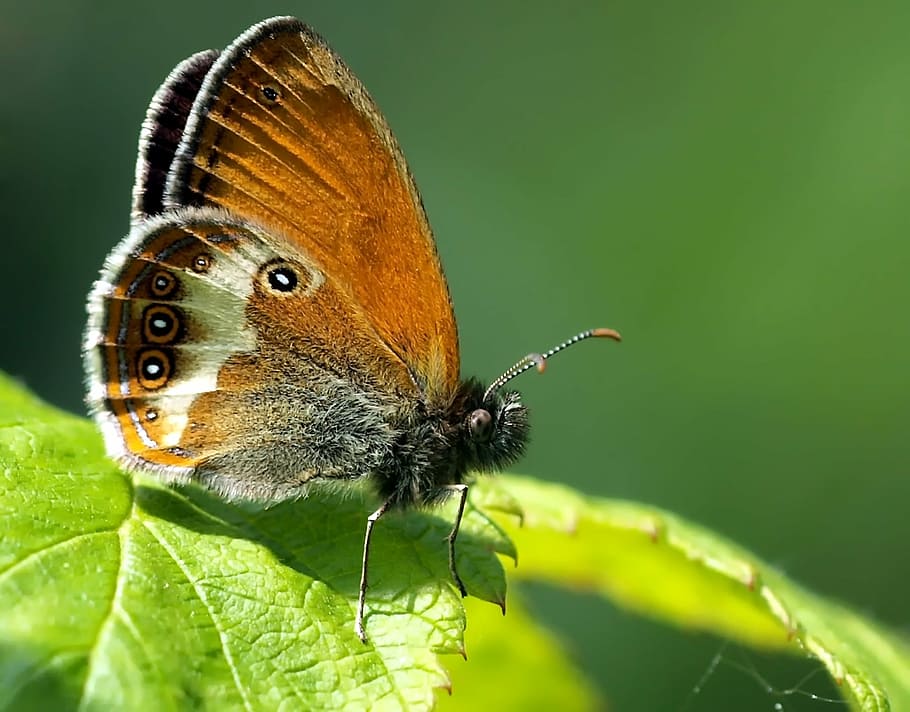 selective macro photography of brown, gray, and white butterfly perched on green leaf HD wallpaper