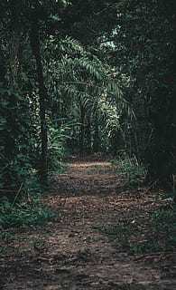 Lost, empty dried leaves pathway inside forest during daytime photo HD wallpaper