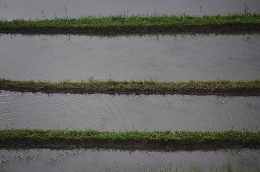 rice, rice field, irrigation, transplanting rice, indonesia, HD wallpaper