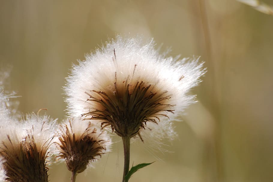 Thistle, Seeds, Weed, Meadow, Closeup, fluffy, summer, growth HD wallpaper