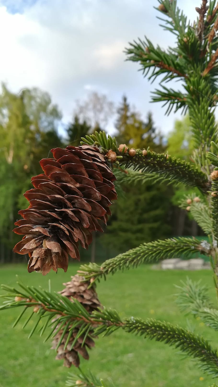 pine cone, tree, spruce, forest, sky, coniferous, coniferous tree HD wallpaper