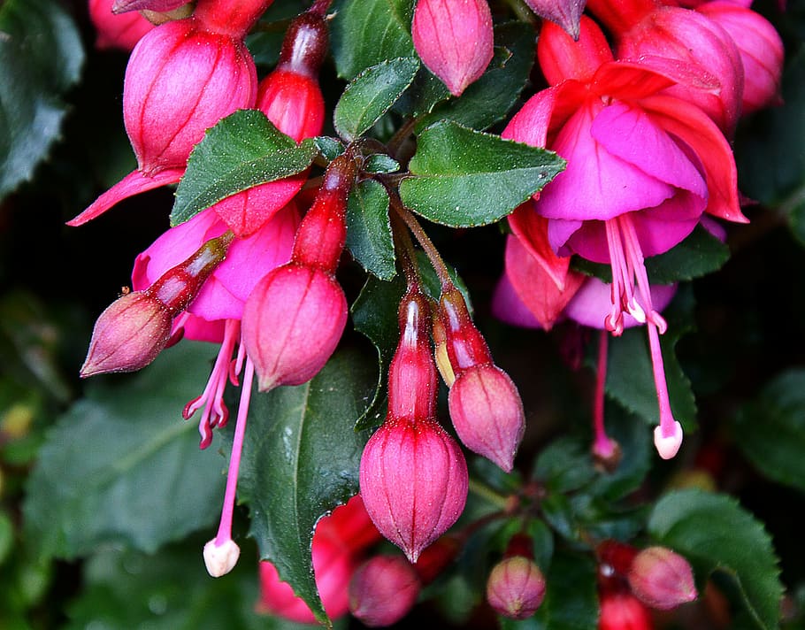 fuchsia, summer flower, red, plant, growth, beauty in nature HD wallpaper