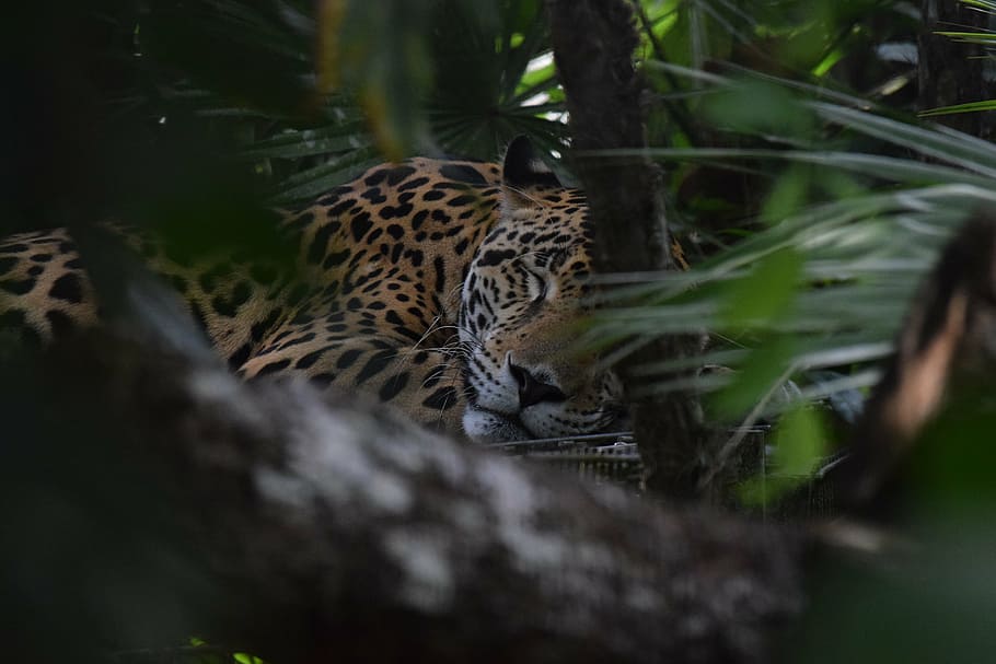 leopard laying beside plant, jaguar, belize, zoo, rescue, nature, HD wallpaper