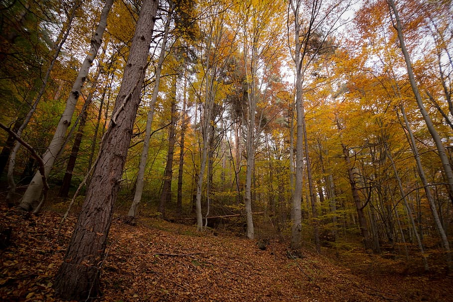 low angle view of trees, photo, yellow, leafy, covered, leaves HD wallpaper