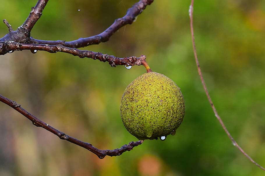 black walnut, branch, tree, green, nature, dew drop, macro HD wallpaper